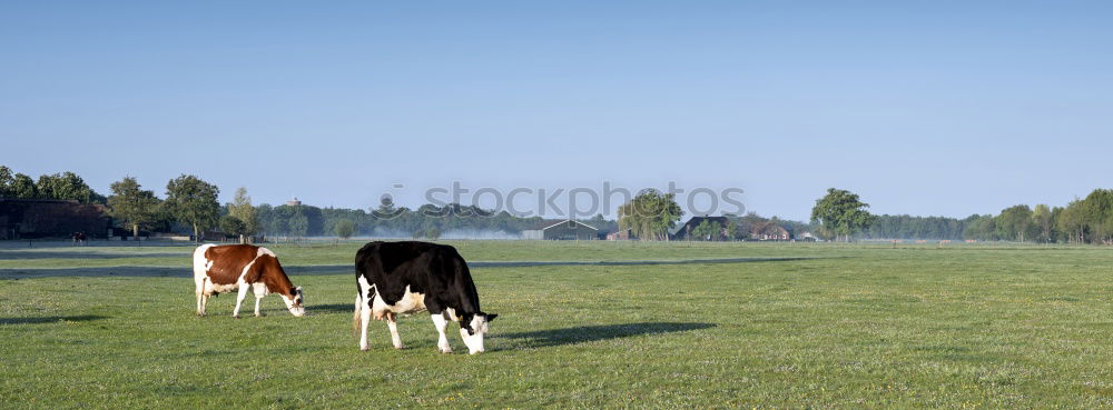 Similar – Image, Stock Photo herd of cows… Meat