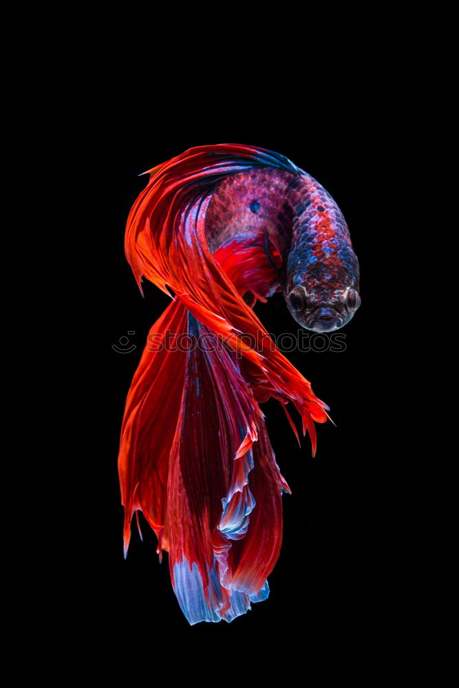 Similar – Image, Stock Photo Group of yellow goldfishes swimming in fresh water aquarium tank