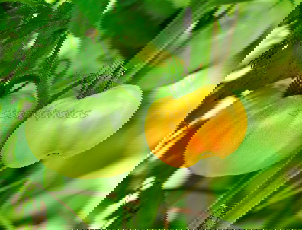 Similar – Image, Stock Photo Tomatoes again Fruit
