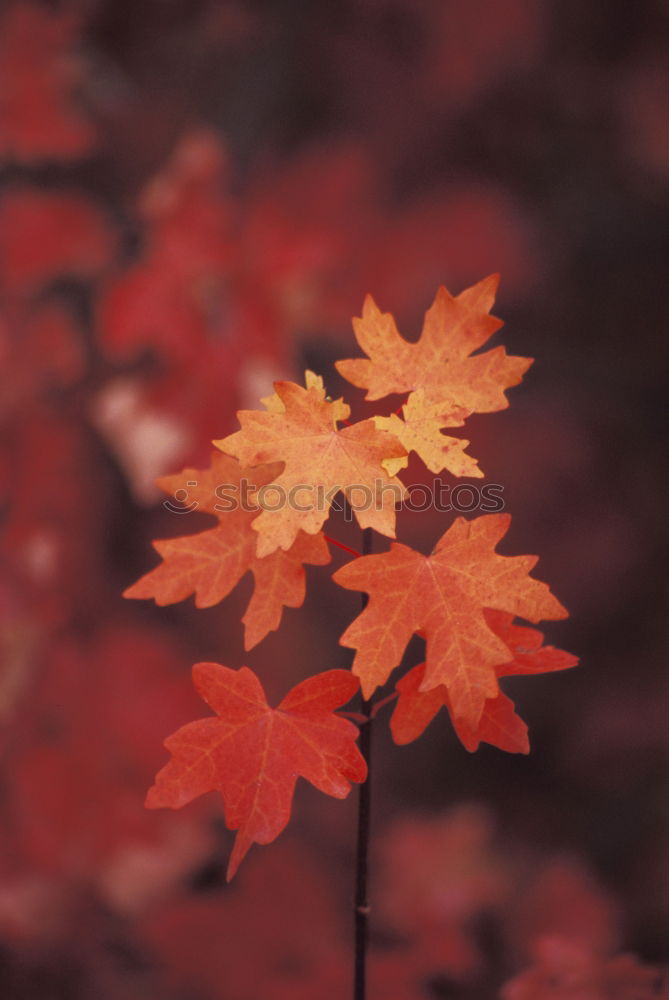 Similar – Image, Stock Photo autumn leaf Environment