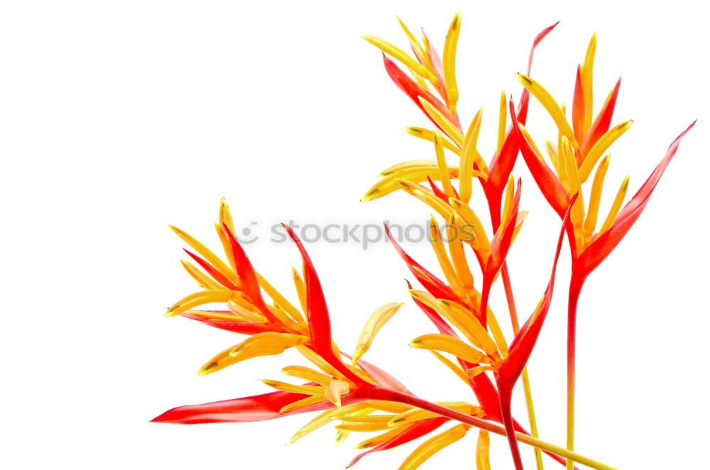 Similar – red flower of Billbergia