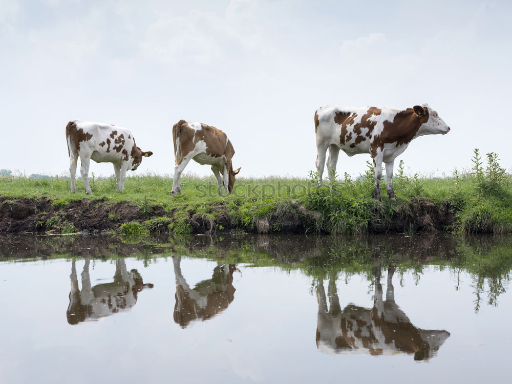 Similar – cow pasture Landscape Sky