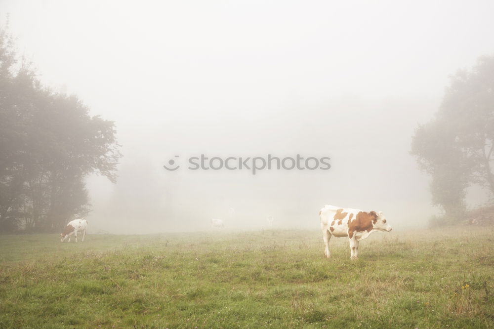 Similar – Cow rest Nature Animal Sky