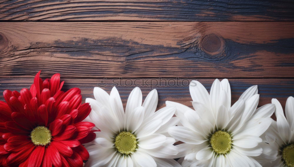 Similar – Image, Stock Photo Autumn flowers on dark wooden table