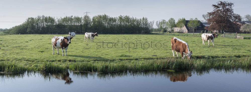 Horse Island Pasture Field