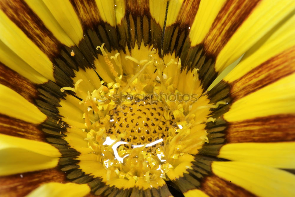 Similar – echinacea paradoxa