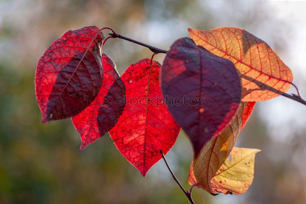 Similar – Image, Stock Photo autumn colours Healthy