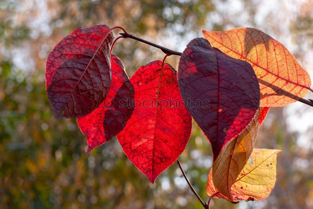 Similar – Image, Stock Photo spring festival