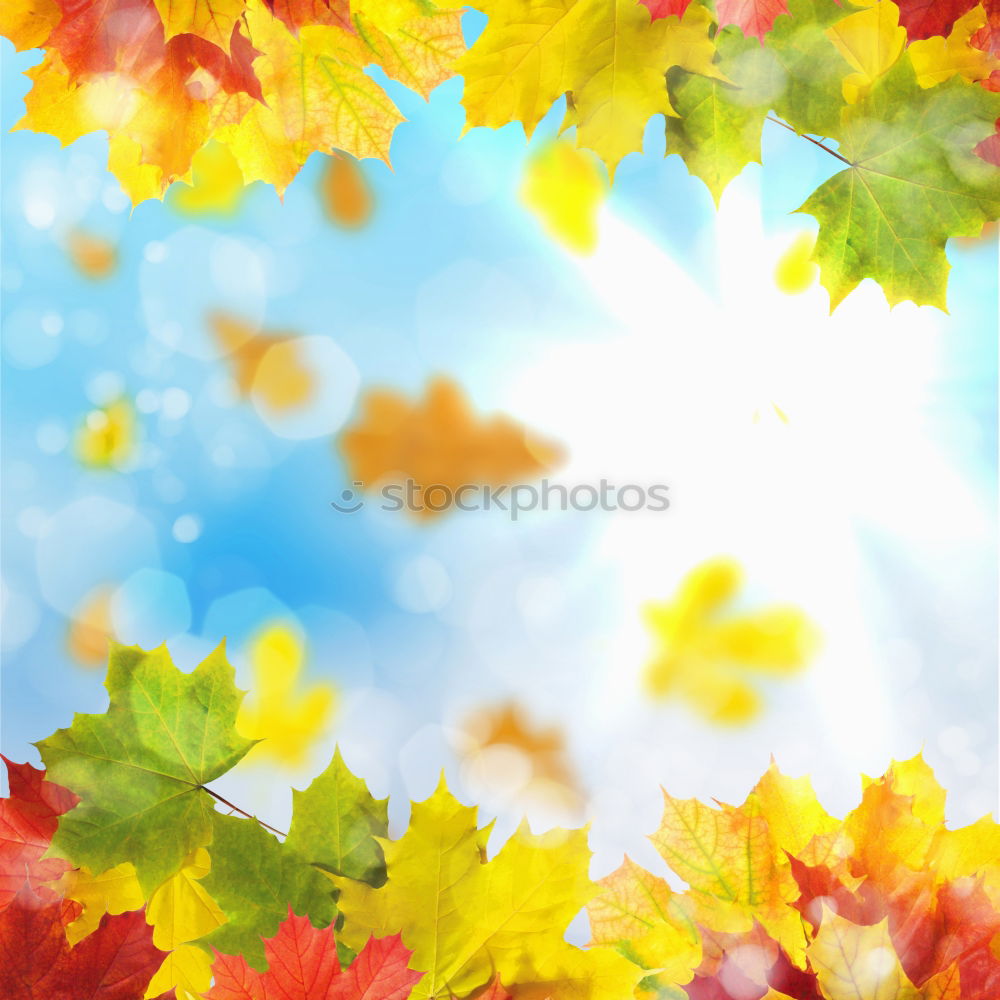 Similar – Image, Stock Photo Fresh into autumn…(IX)