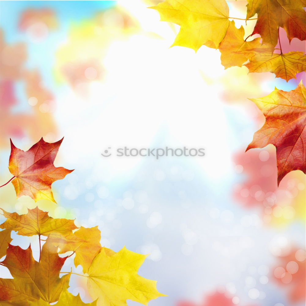 Similar – Image, Stock Photo blazing autumn… Nature