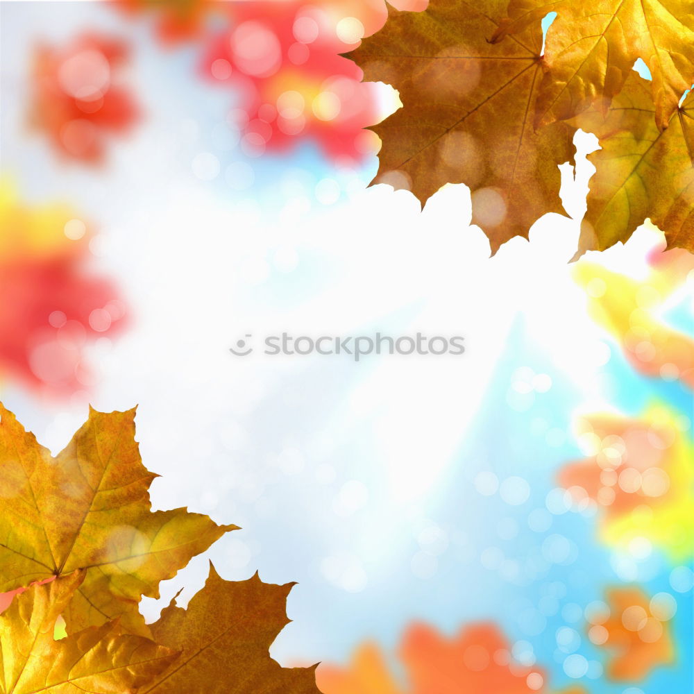 Similar – Image, Stock Photo blazing autumn… Nature