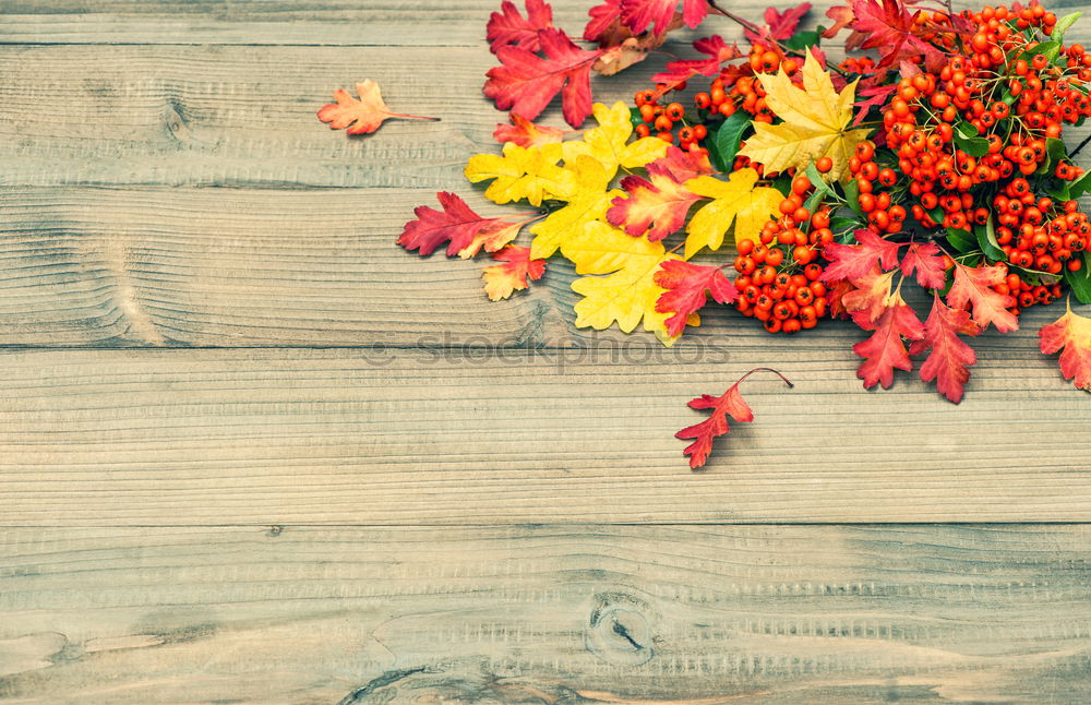 Similar – Image, Stock Photo Autumn bouquet of flowers in vase on the table by the window