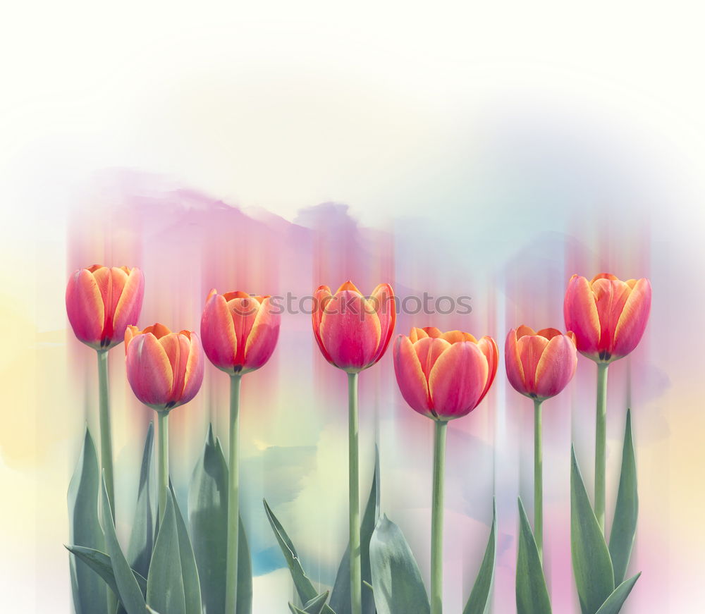 Similar – Red And Orange Tulips Flowers