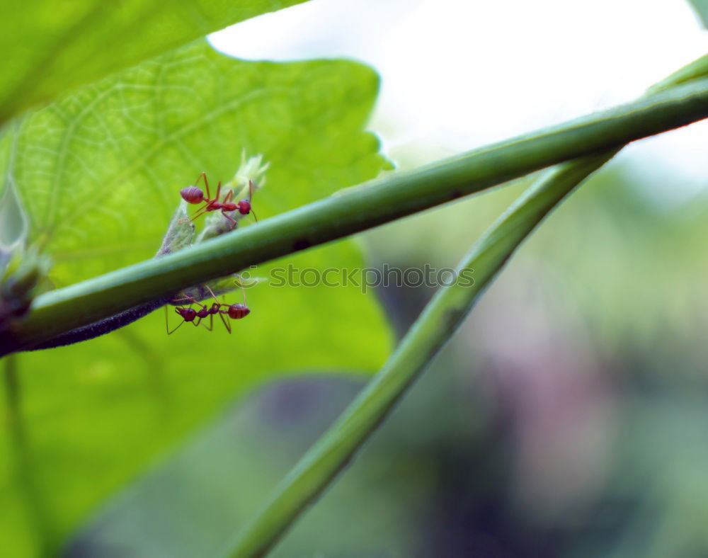 Similar – geeicht Natur Blatt Frucht