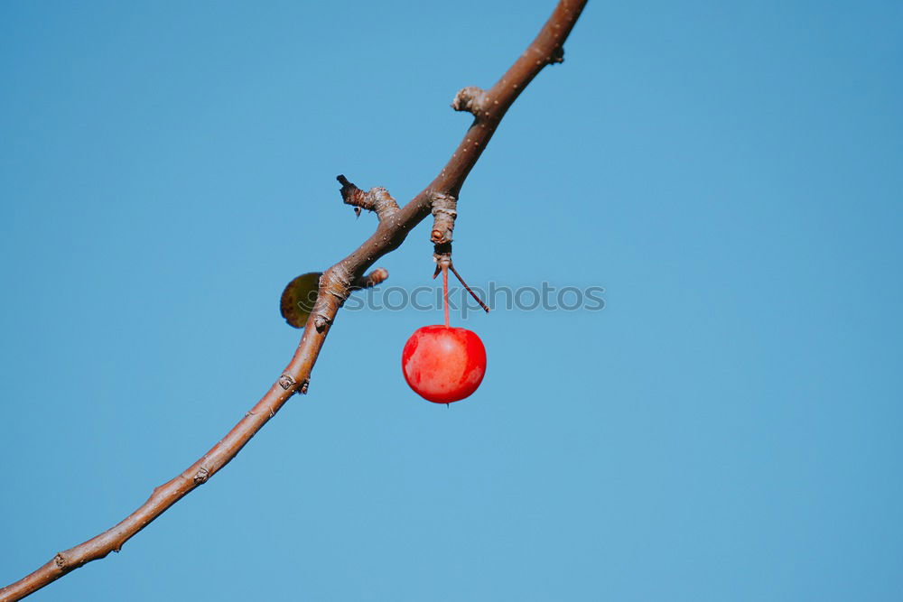 Similar – Adams (last) apple Fruit