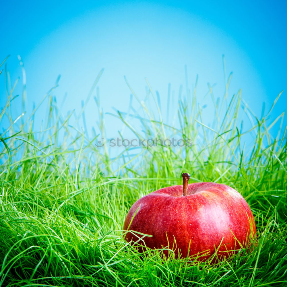 Similar – Image, Stock Photo eat me Round Red Green