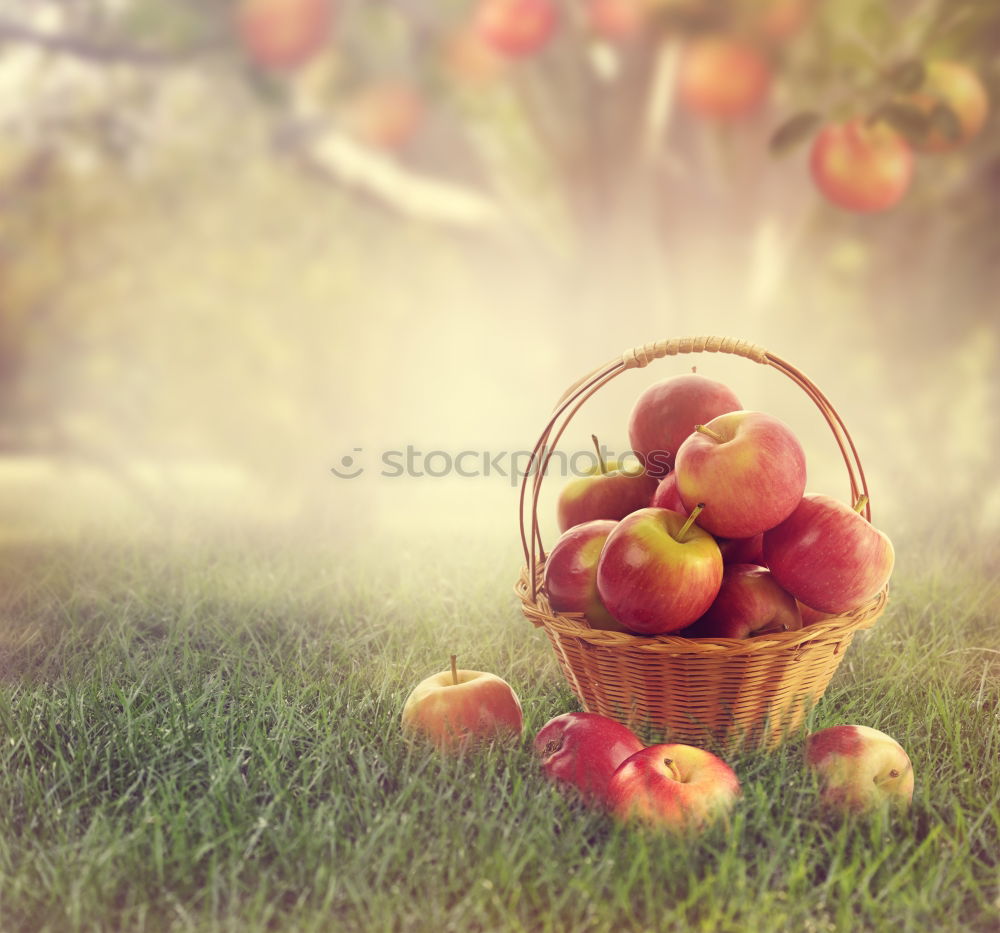 Similar – Image, Stock Photo one apple a day Food Fruit