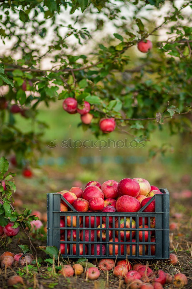 Image, Stock Photo freshly picked apple with stalk and leaves lies in the wet grass, in the background a wicker basket with many apples