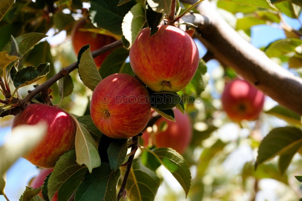 Similar – Red apples tree Fruit