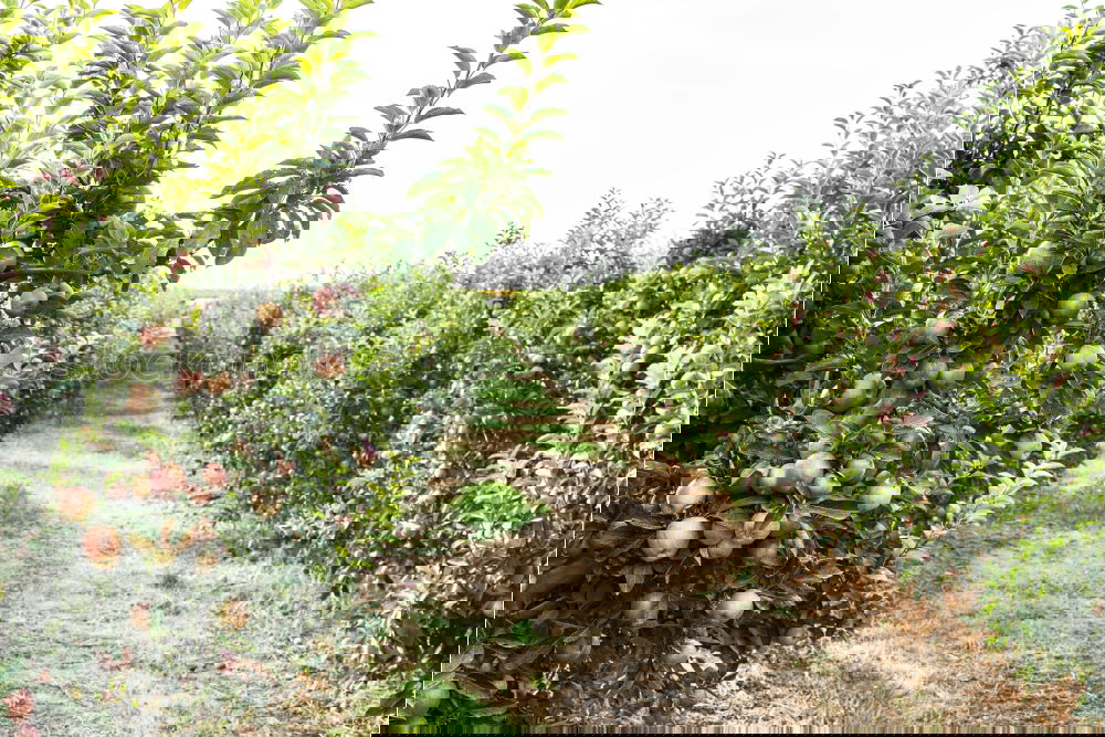 Foto Bild lauf Junge, lauf Frühling