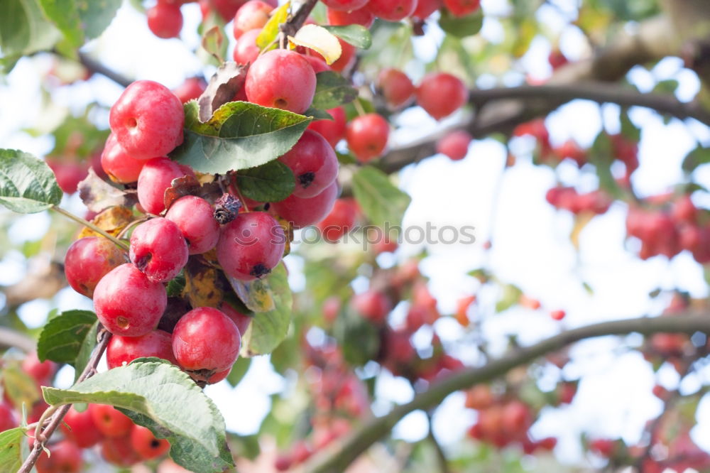 Similar – ripe fresh organic cherries