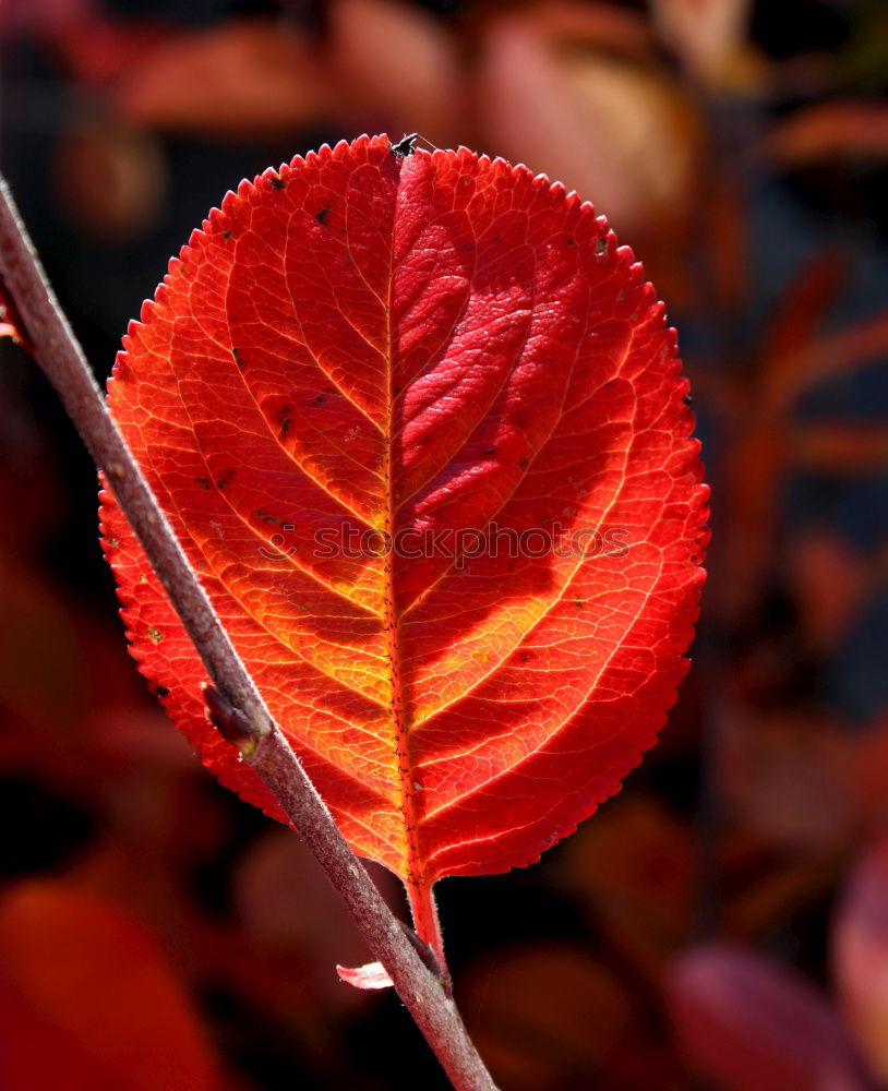 Similar – Image, Stock Photo leaf Leaf Autumn