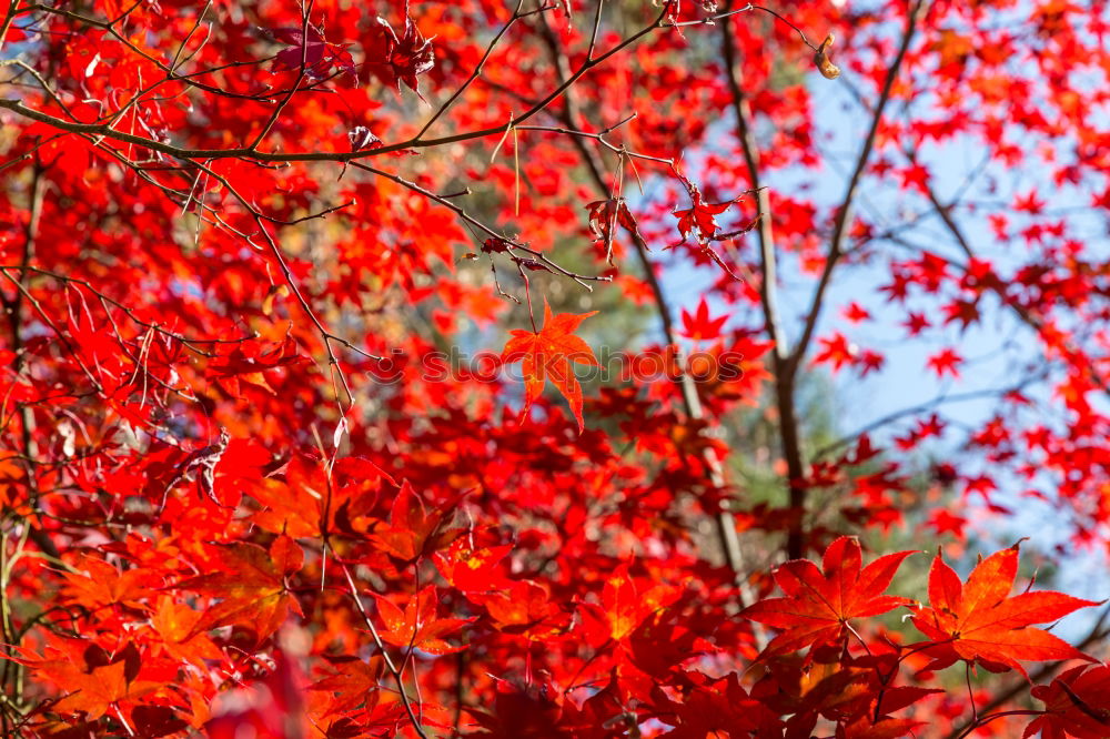 Similar – Image, Stock Photo red oak leaf autumn tinting