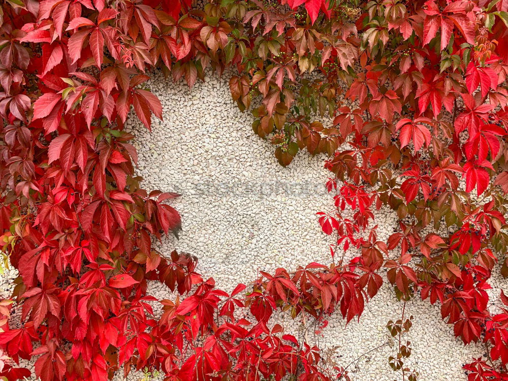 Similar – Image, Stock Photo autumn wall Garden Autumn