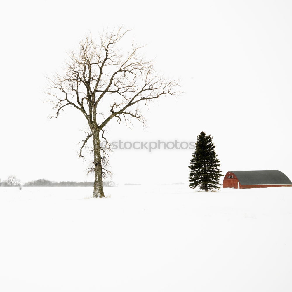 Similar – freigestellter baum Winter