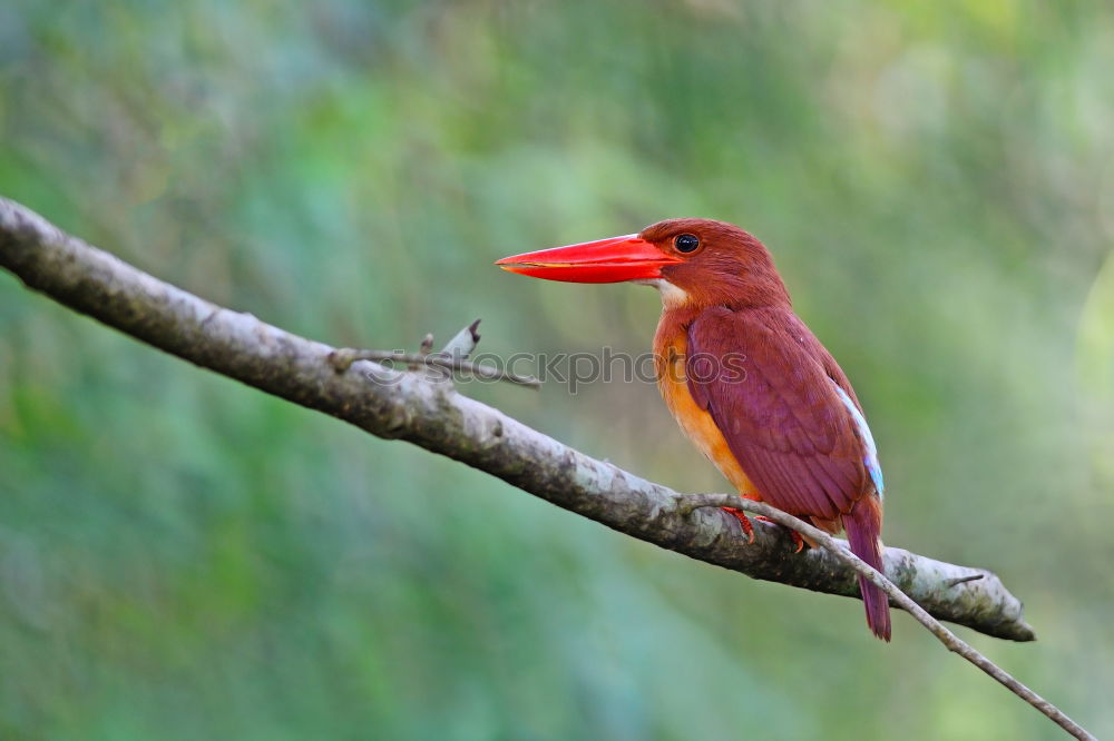 Similar – Kingfisher on Sri Lanka