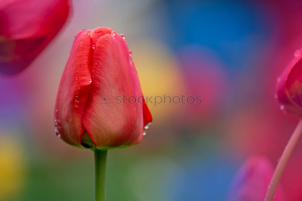 Similar – Image, Stock Photo lampshade Tulip Flower