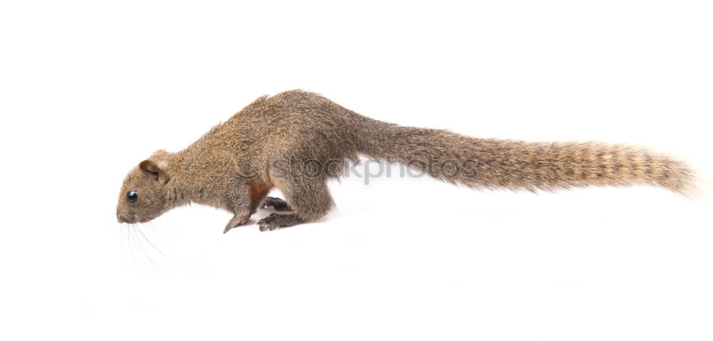 Image, Stock Photo End of grief Animal Pelt