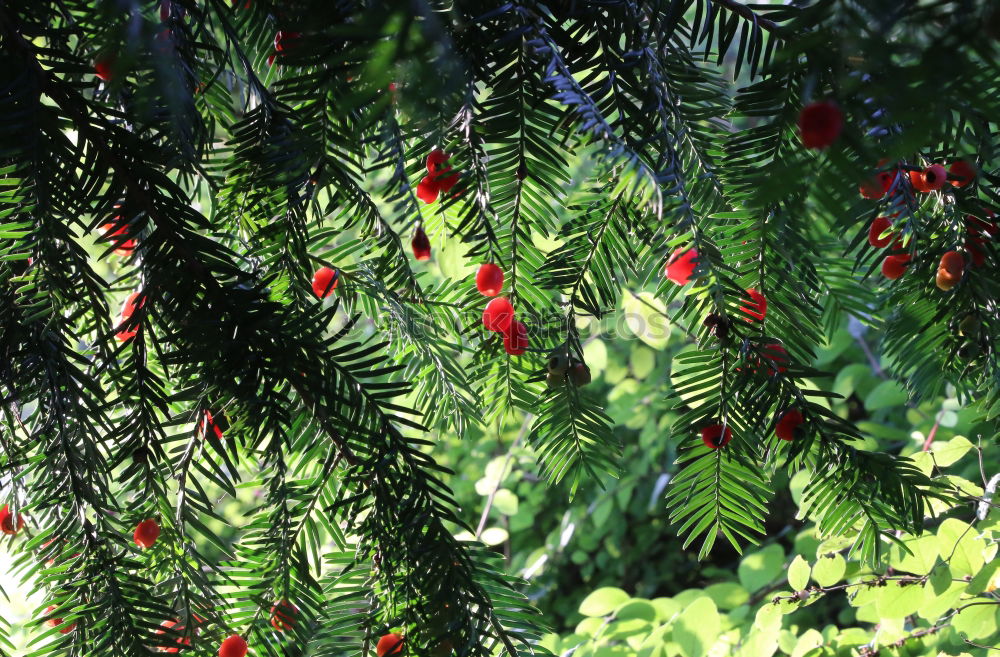 Similar – Image, Stock Photo Flashed rose hips Garden