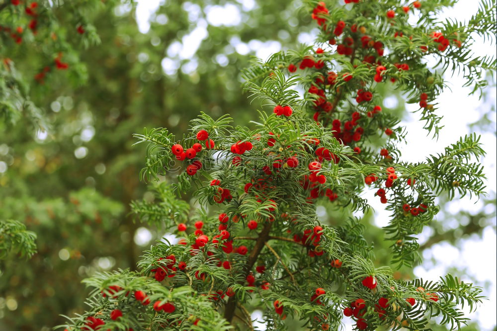 Similar – Foto Bild leuchtend rot Baum