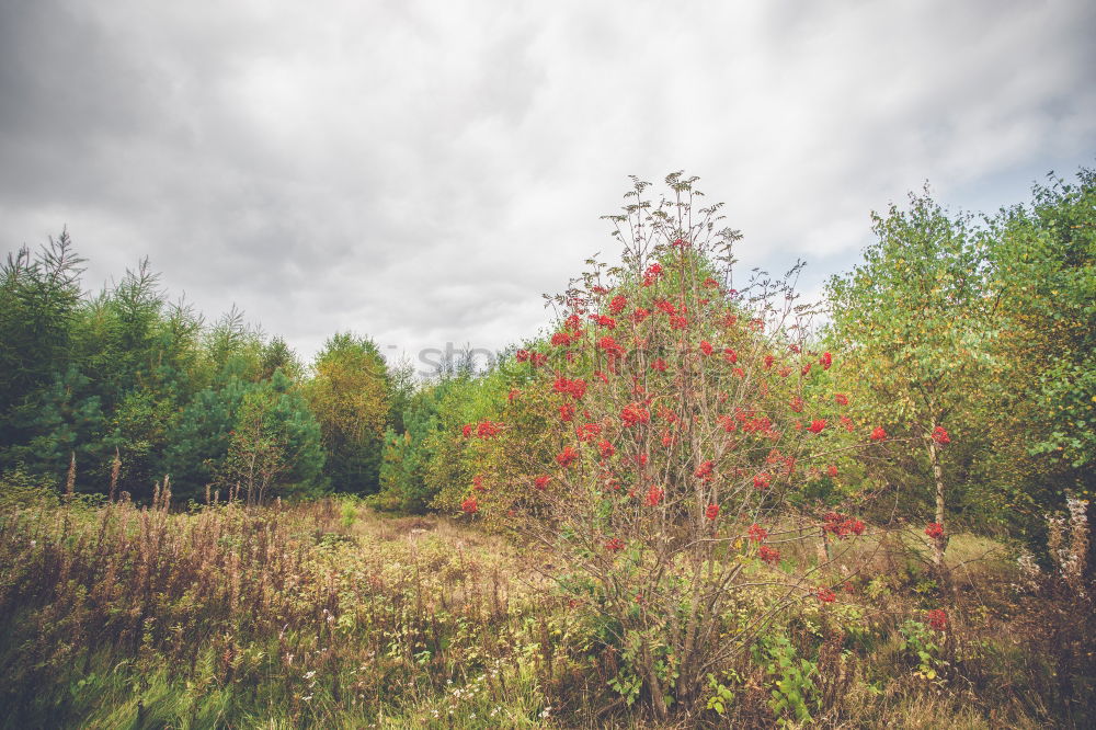 Similar – Image, Stock Photo Birch trees in autumn colors