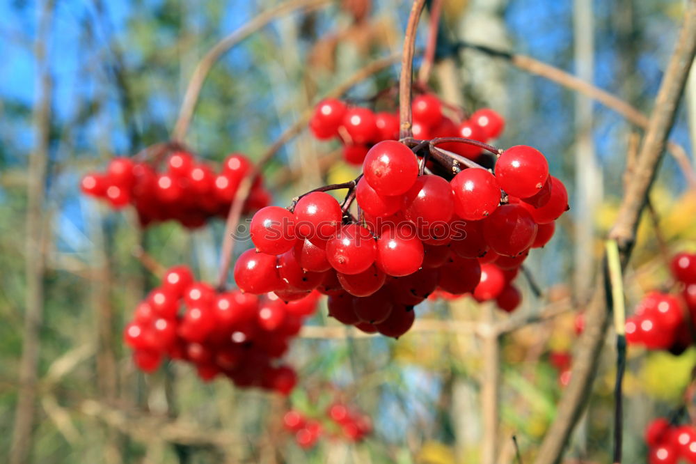 Similar – Image, Stock Photo currants Plant Redcurrant