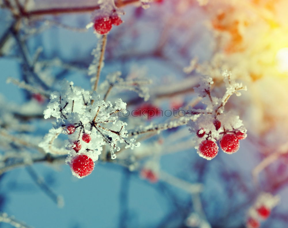 Similar – Apple tree in winter Fruit