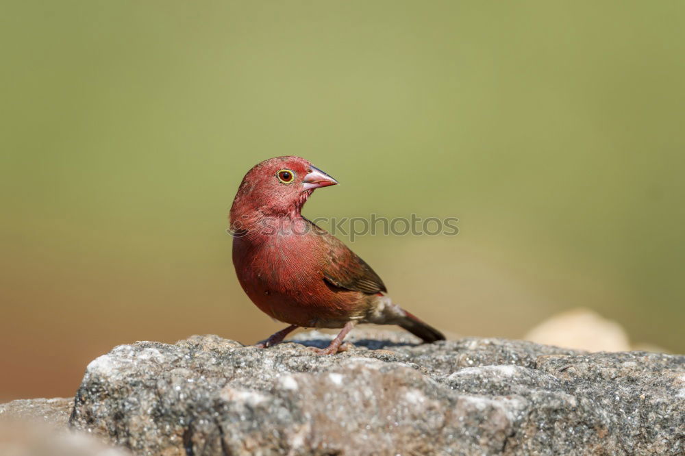 Similar – hawfinch Environment