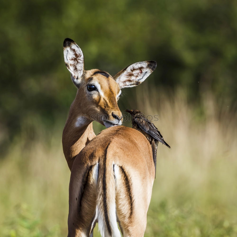 Similar – anschmiegsam Natur