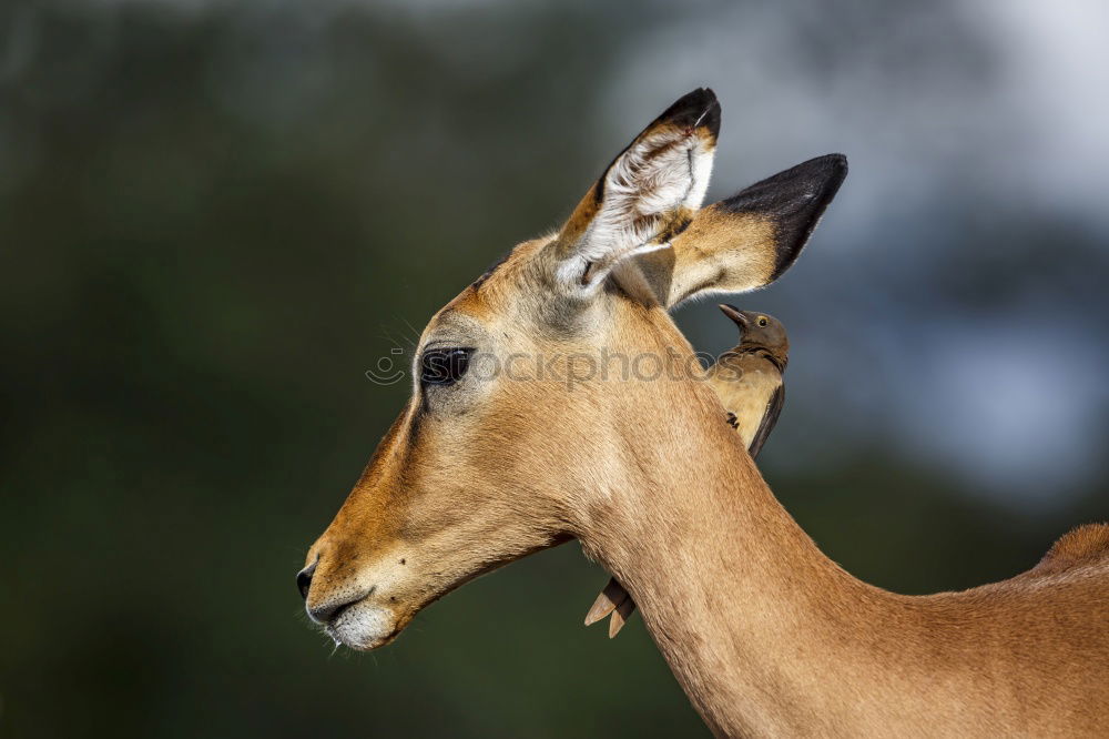 Similar – Image, Stock Photo The japanese deer