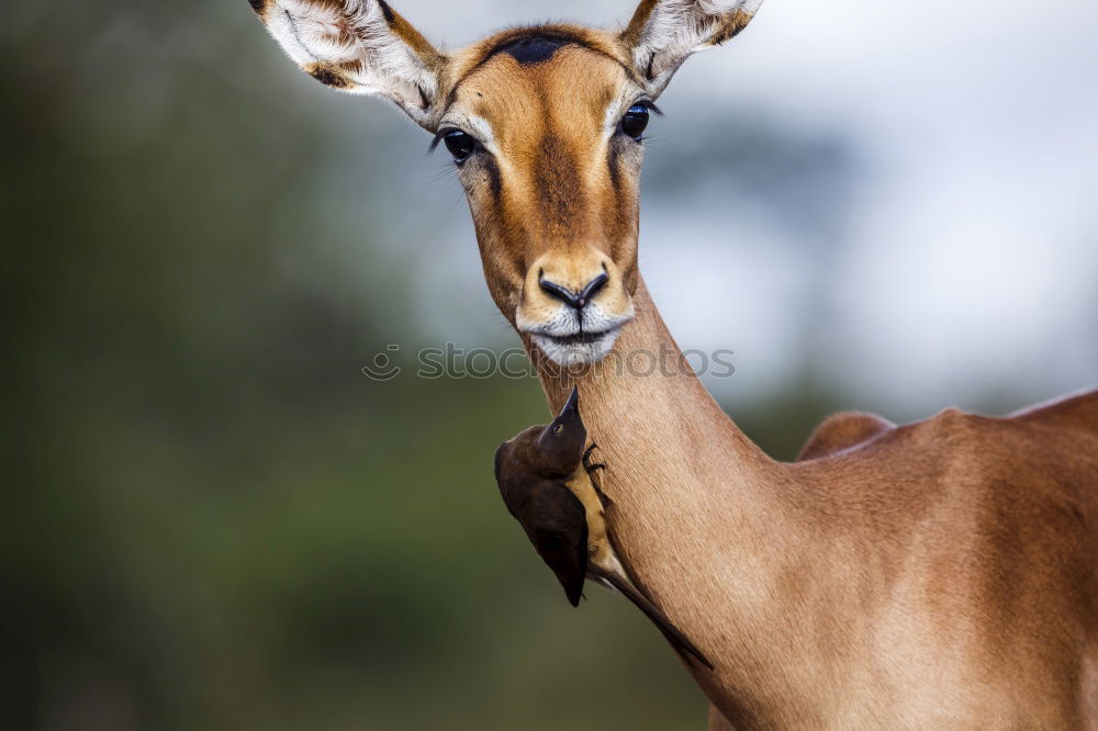 Similar – Image, Stock Photo motherly care