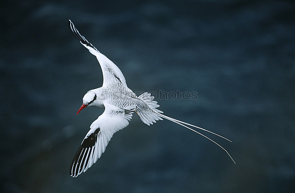 Similar – three friends Seagull