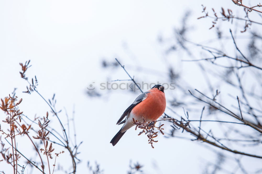 Similar – Image, Stock Photo I have… Bird Clothesline