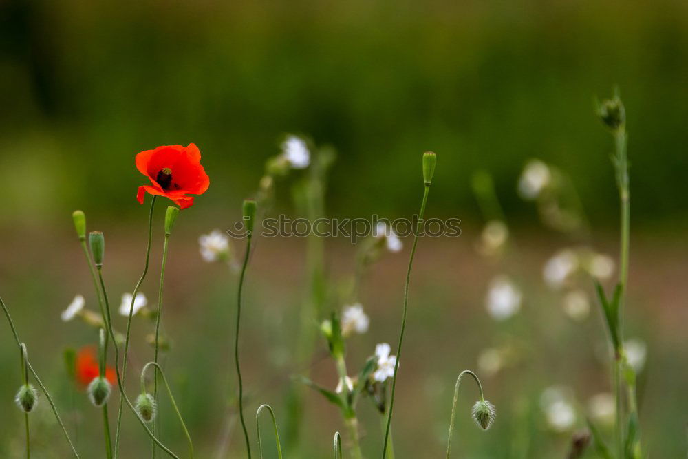 Similar – Image, Stock Photo single red poppy in the middle of a juicy green wheat field