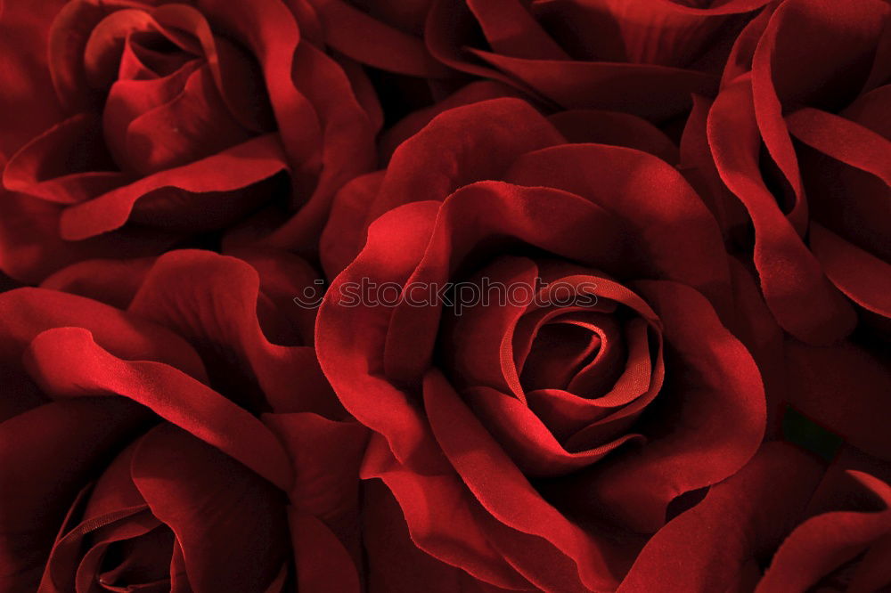 Similar – Image, Stock Photo A bouquet of red tulips