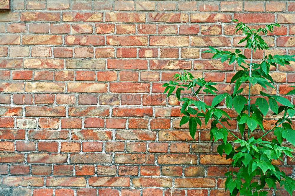 Image, Stock Photo wall vegetables