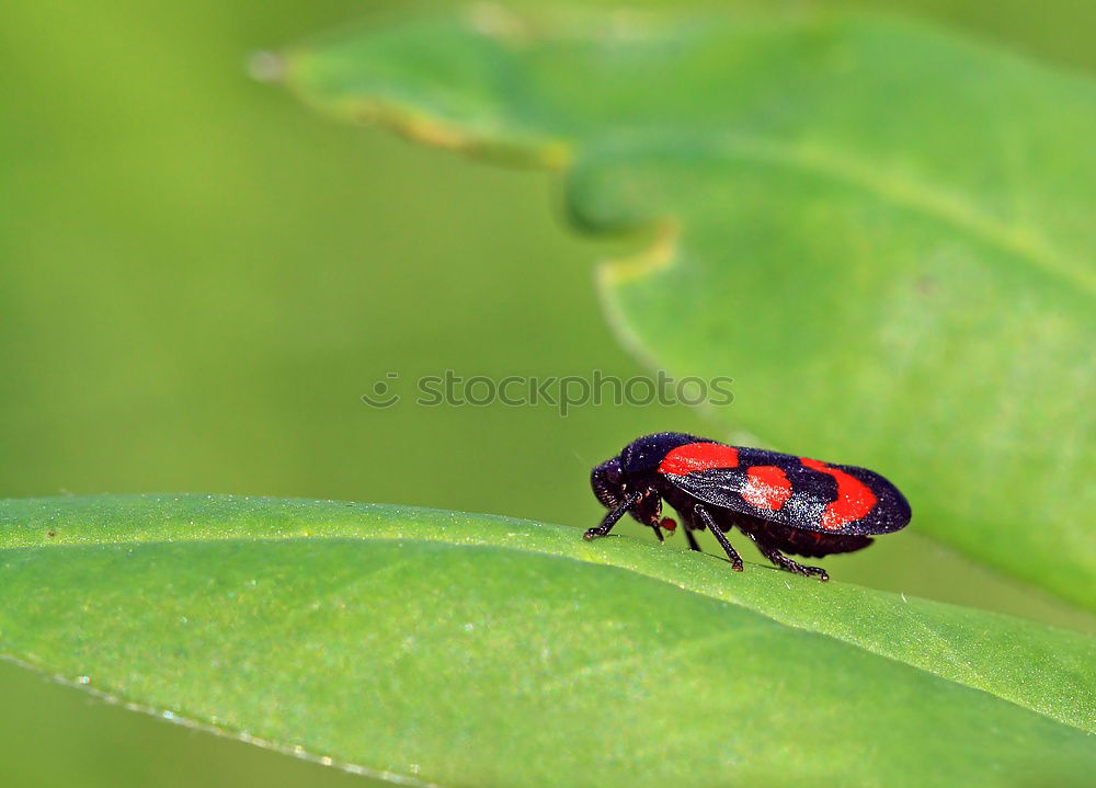 Similar – Image, Stock Photo freshly painted Ladybird