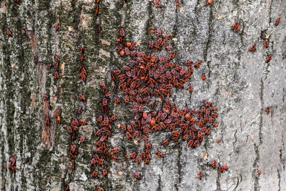 Similar – Image, Stock Photo Disagreement on the tree trunk