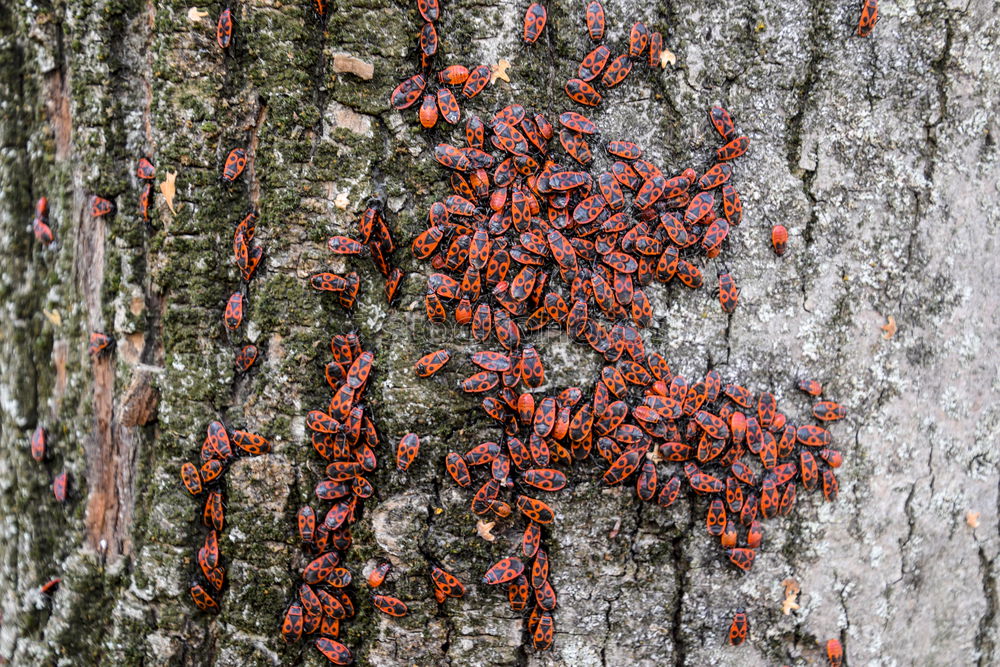 Similar – Image, Stock Photo orderly swarm Wild animal