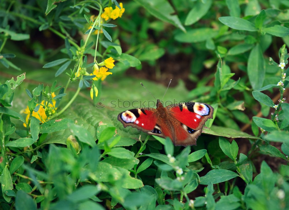 Similar – Butter.Fly. Schmetterling